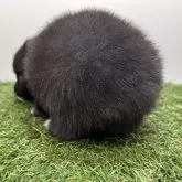 ポメラニアン【三重県・女の子・2025年10月2日・ブラック】の写真10「後ろ姿も小熊さんです🧸」