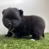 ポメラニアン【三重県・女の子・2025年10月2日・ブラック】の写真11