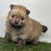 ポメラニアン【三重県・男の子・2025年10月2日・オレンジセーブル】の写真13