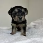 ヨークシャーテリア【三重県・女の子・2024年10月16日・スチールブルー&タン】の写真10