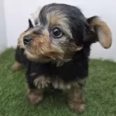 ヨークシャーテリア【三重県・男の子・2025年9月30日・スチールブルー&タン】の写真4