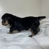 ヨークシャーテリア【三重県・女の子・2024年10月16日・スチールブルー&タン】の写真12