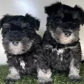 ミニチュアシュナウザー【三重県・女の子・2025年10月6日・ブラック&シルバー】の写真15「左の仔犬ちゃん💗」