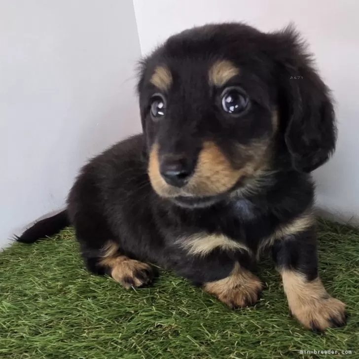 K.M 様のお迎えした子犬