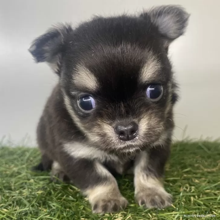 ID:2505-01025の子犬