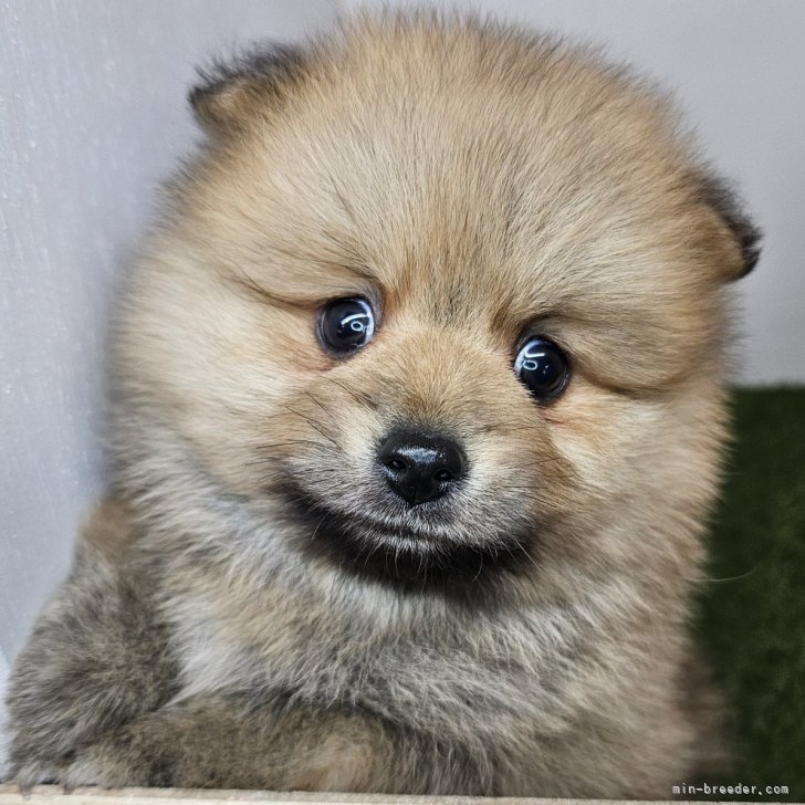 ブリーダー画像