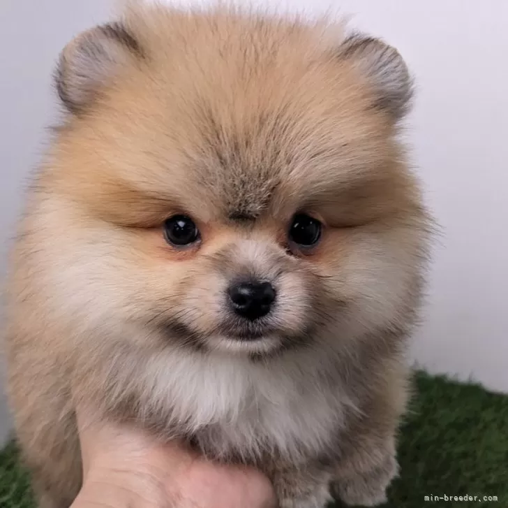 ID：2501-05239の子犬