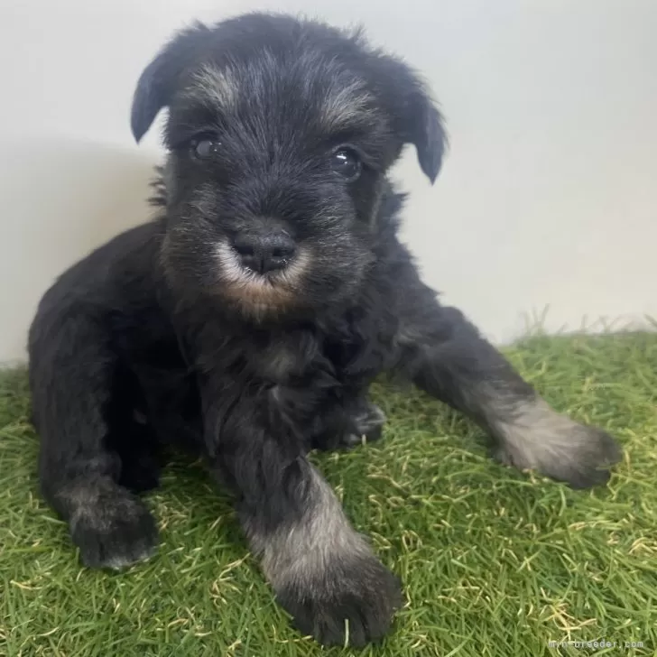 ミニチュアシュナウザー【三重県・女の子・2025年10月25日・ブラック&amp;シルバー】の写真1「体重922g（撮影時）」