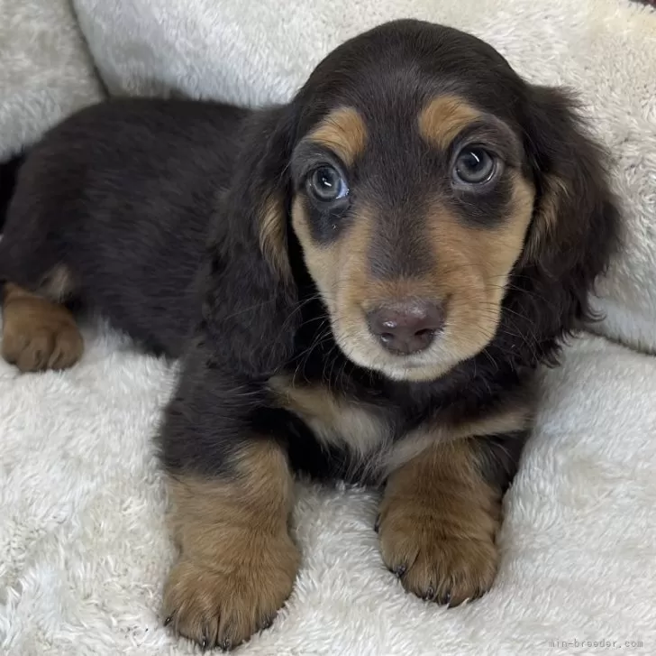 ID：2412-00381の子犬