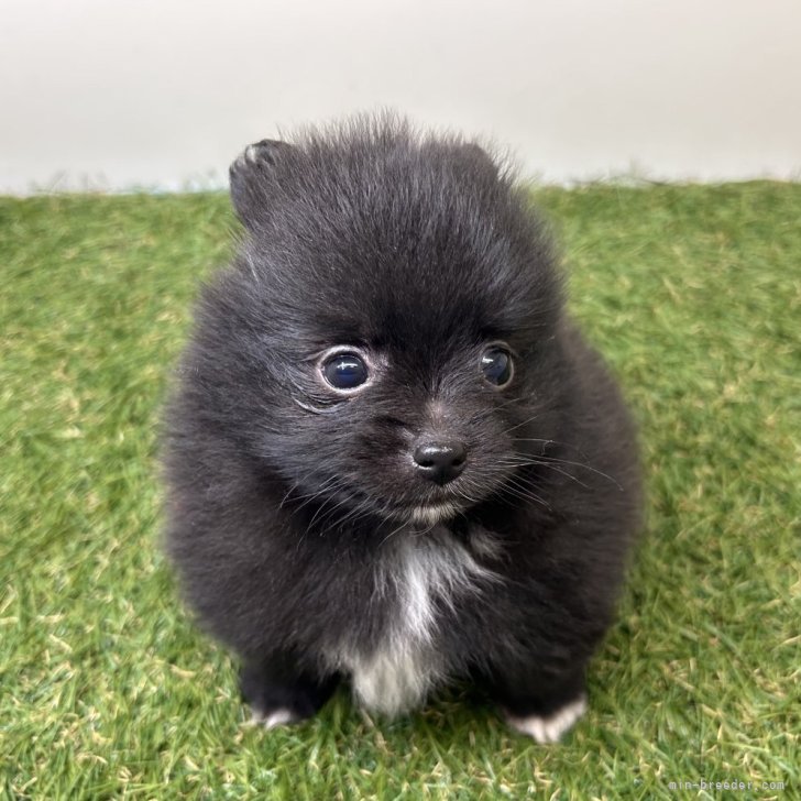 ブリーダー画像