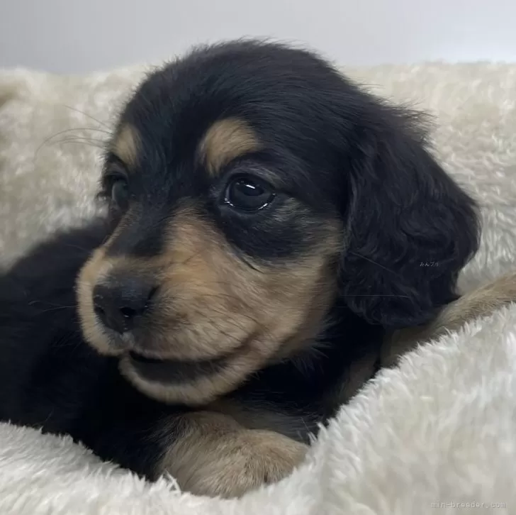 Y.Ｉ 様のお迎えした子犬