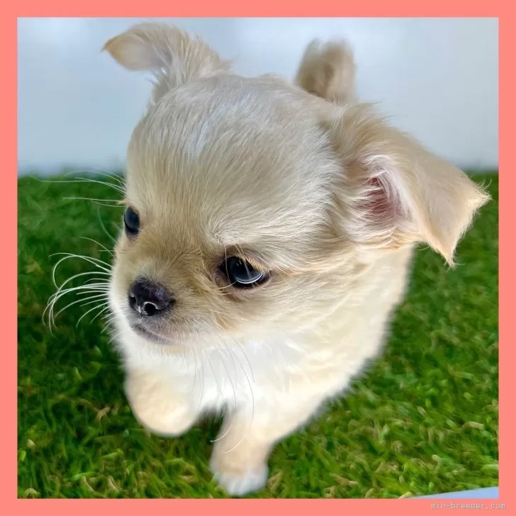 ナッツ 様のお迎えした子犬
