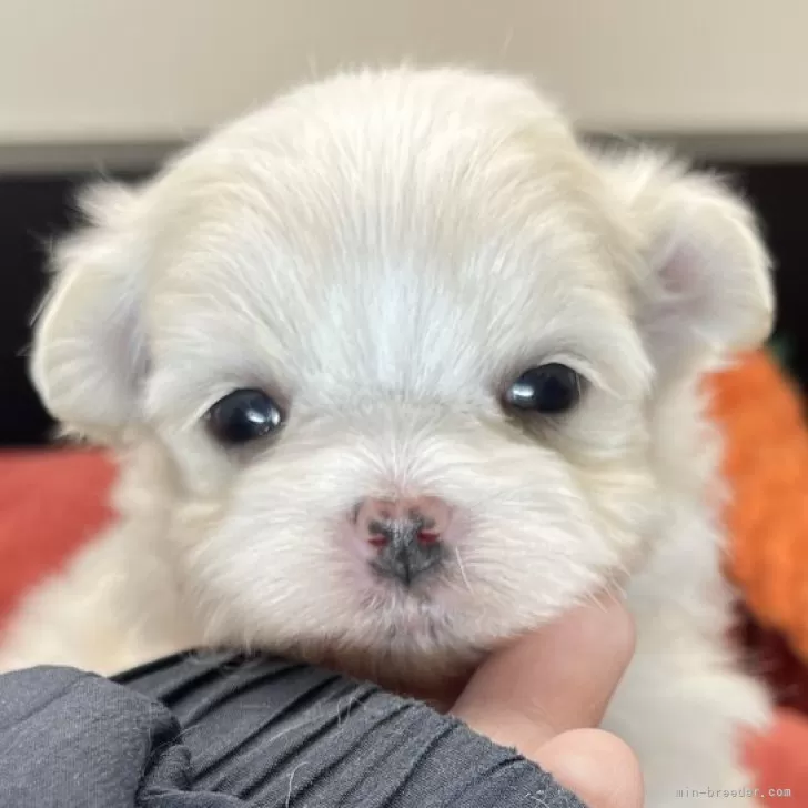 ID:2502-04583の子犬