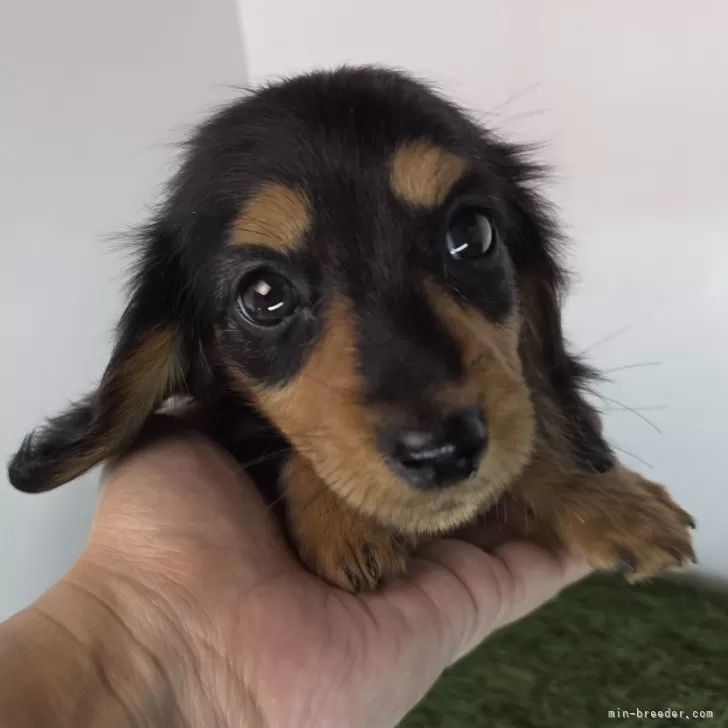 K.U 様のお迎えした子犬