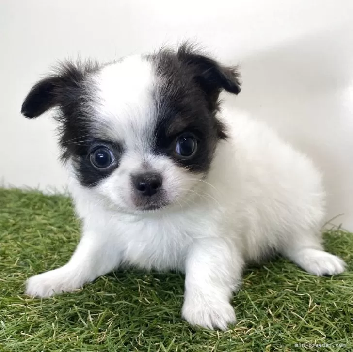 ID：2508-03671の子犬