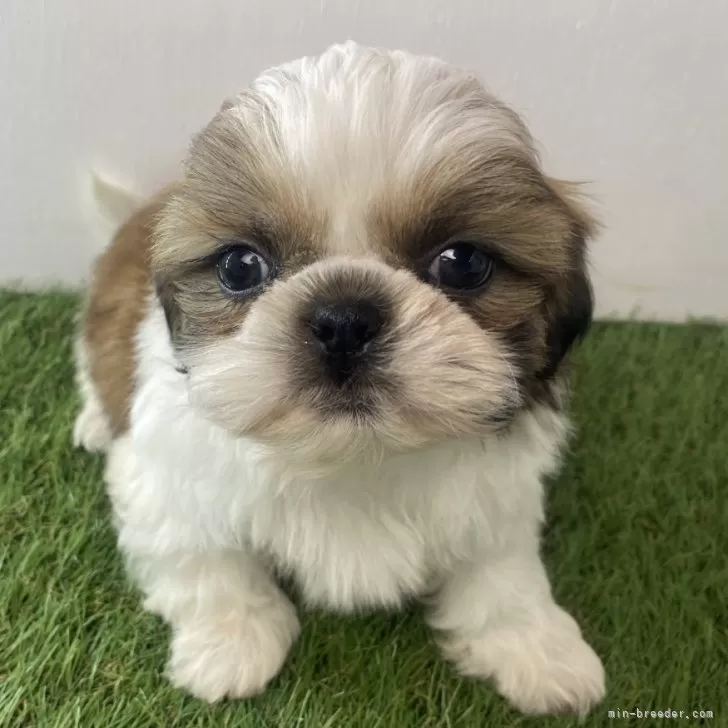 モリリン 様のお迎えした子犬