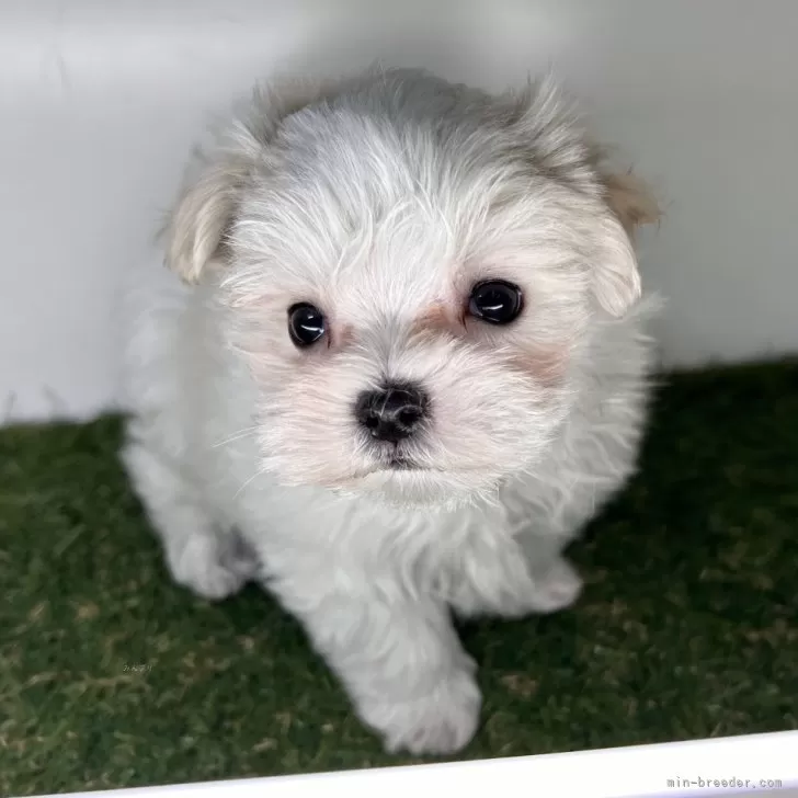 ID：2502-04126の子犬
