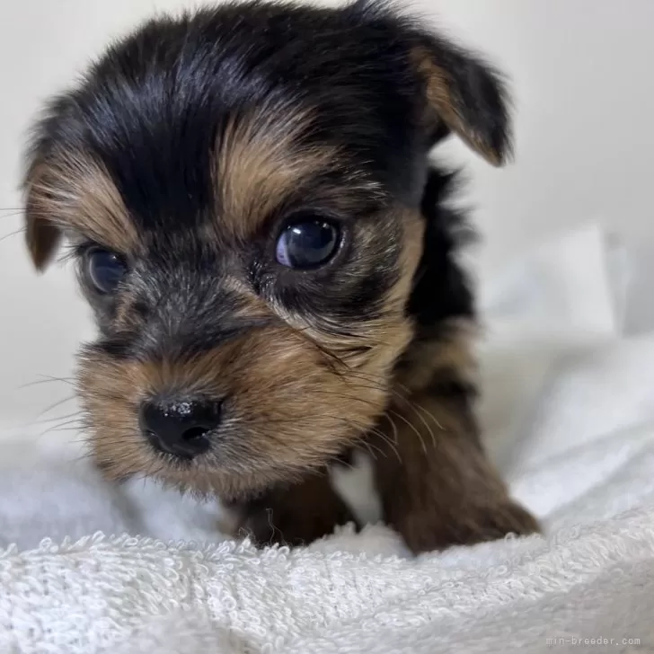 ID：2411-03042の子犬