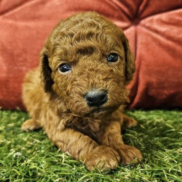 トイプードル(トイ)【三重県・男の子・2025年4月14日・レッド】の写真「甘えん坊な三男くん🐶」
