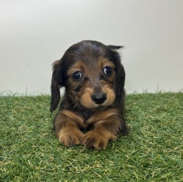 ミニチュアダックスフンド(ロング)【三重県・男の子・2025年9月16日・レッド】の写真「のんびり屋さんの男の子🔅」