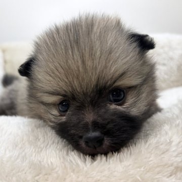 ポメラニアン【三重県・女の子・2025年10月2日・オレンジセーブル】の写真「たぬきみたいなまるまるボディ😍」