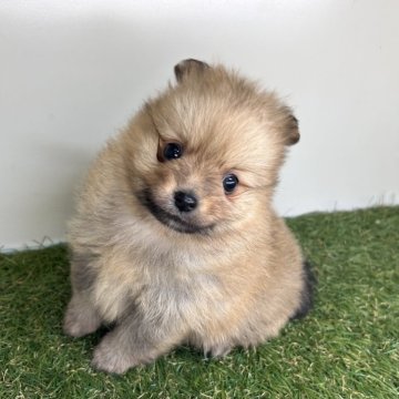 ポメラニアン【三重県・男の子・2025年10月2日・オレンジセーブル】の写真「耳、足、尻尾が黒いキツネ風カラー🦊」