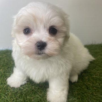 マルチーズ【三重県・男の子・2025年9月21日・ホワイト】の写真「元気いっぱいな長男坊🐶　　」