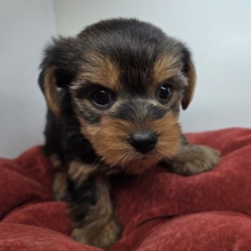 ヨークシャーテリア【三重県・男の子・2025年9月30日・スチールブルー&タン】の写真「おっとりとした性格です☆」