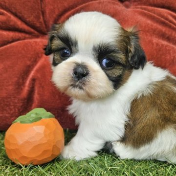 シーズー【三重県・男の子・2025年10月28日・ホワイト&ゴールド】の写真「ひとりっ子の甘えた男の子🐶✨」