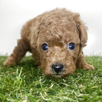 トイプードル(トイ)【三重県・男の子・2025年7月29日・レッド】の写真「人懐っこいイケメン🐶」