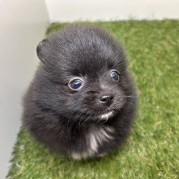 ポメラニアン【三重県・女の子・2025年10月2日・ブラック】の写真「こぐまが産まれました👏😍」