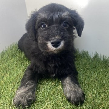 ミニチュアシュナウザー【三重県・男の子・2025年10月25日・ブラック&シルバー】の写真「ご飯モリモリ食べるわんぱく四男🐶」