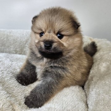 ポメラニアン【三重県・男の子・2025年10月16日・オレンジ】の写真「母5.8Kgから産まれた一人っ子ポメ🐶✨」