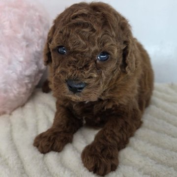 トイプードル(トイ)【三重県・男の子・2025年11月11日・レッド】の写真「好奇心旺盛で明るい性格」