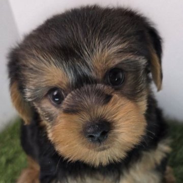 ヨークシャーテリア【三重県・男の子・2025年9月30日・スチールブルー&タン】の写真「おっとりとした性格です☆」