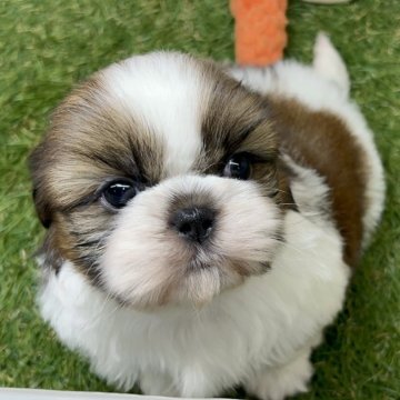 シーズー【三重県・男の子・2025年10月16日・ゴールド&ホワイト】の写真「むちっ☺️ころっ😊」