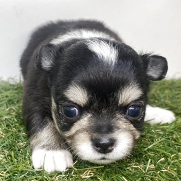 チワワ(ロング)【三重県・女の子・2025年5月6日・ブラックタン&ホワイト】の写真「食いしん坊な女の子🐶」