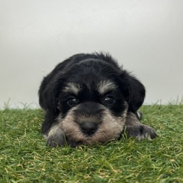 ミニチュアシュナウザー【三重県・女の子・2025年10月10日・ブラック&シルバー】の写真「カラーが綺麗に出ています🫧」