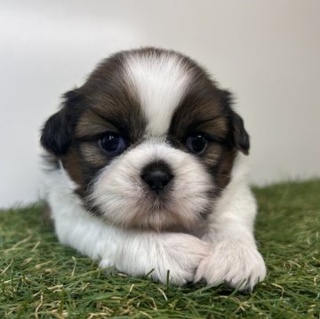 シーズー【三重県・男の子・2025年10月16日・ゴールド&ホワイト】の写真「むちっ☺️ころっ😊」