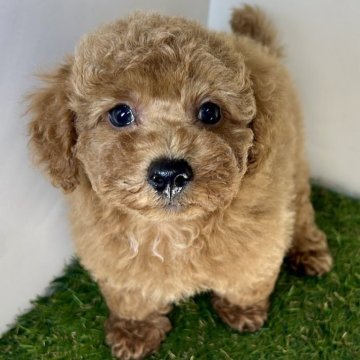 トイプードル(トイ)【三重県・男の子・2025年7月3日・レッド】の写真「淡い色がとっても可愛い😍」