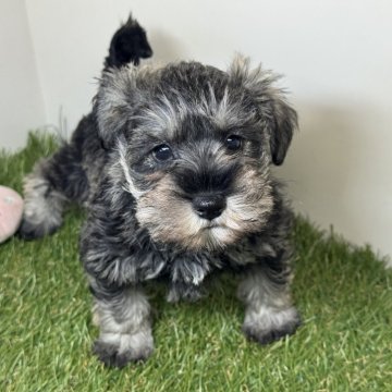 ミニチュアシュナウザー【三重県・女の子・2025年10月10日・ソルト&ペッパー】の写真「12月16日までの掲載となります💨」