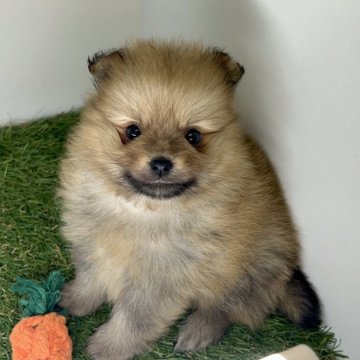 ポメラニアン【三重県・男の子・2025年10月2日・オレンジセーブル】の写真「耳、足、尻尾が黒いキツネ風カラー🦊」