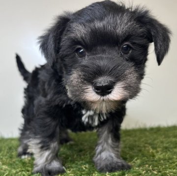 ミニチュアシュナウザー【三重県・女の子・2025年10月6日・ブラック&シルバー】の写真「シルバー色がだんだん出てきました💗」