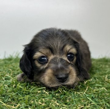 ミニチュアダックスフンド(ロング)【三重県・男の子・2025年9月16日・レッド】の写真「長男くん！✨」