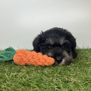 ミニチュアシュナウザー【三重県・女の子・2025年10月10日・ブラック&シルバー】の写真「3姉妹の次女ちゃん🫧」