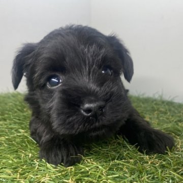 ミニチュアシュナウザー【三重県・男の子・2025年10月25日・ブラック】の写真「兄妹の中で1番小さい仔です🐶」