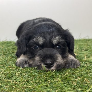 ミニチュアシュナウザー【三重県・女の子・2025年10月10日・ブラック&シルバー】の写真「3姉妹の次女ちゃん🫧」