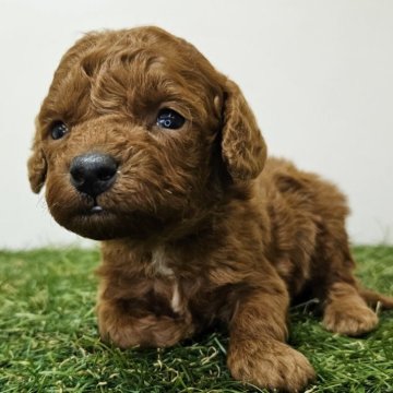 トイプードル(トイ)【三重県・男の子・2025年4月14日・レッド】の写真「寂しがりやな次男くん🐶」