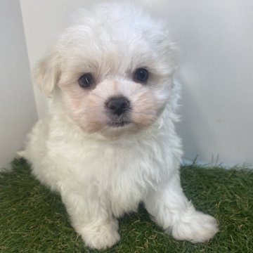 マルチーズ【三重県・男の子・2025年9月21日・ホワイト】の写真「人懐っこい次男坊🐶」