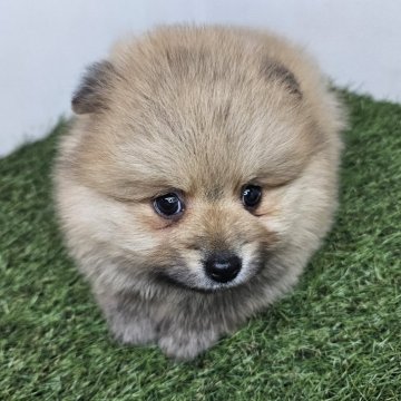 ポメラニアン【三重県・男の子・2025年10月16日・オレンジセーブル】の写真「ひとりっこポメくんっ🐶✨」